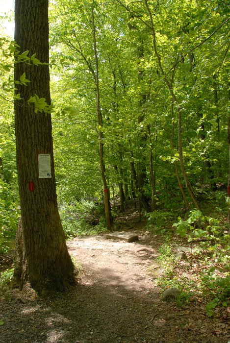 ground cover, path, sign, trail, trail marker, trees, woods