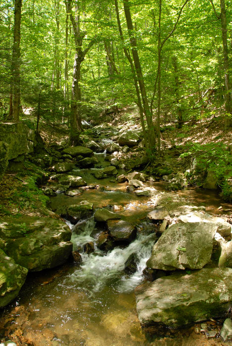 ground cover, moving water, rapids, river, rocks, trees, water, woods
