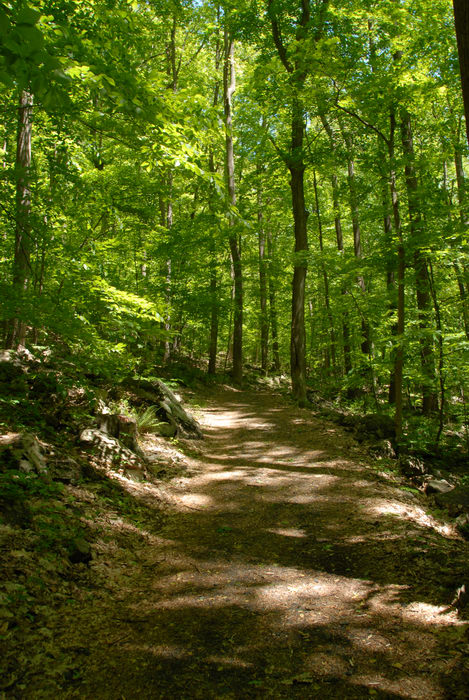 ground cover, path, trail, trees, woods