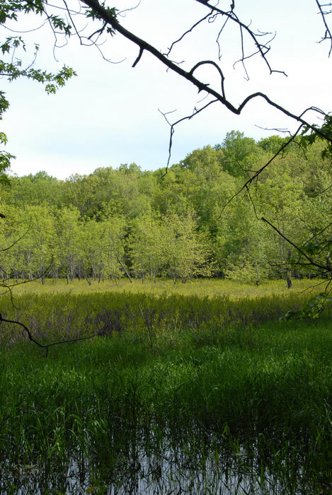 Rush pond, trees, water
