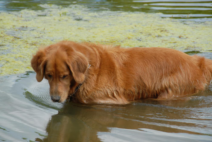 algae, dog, fishing, water