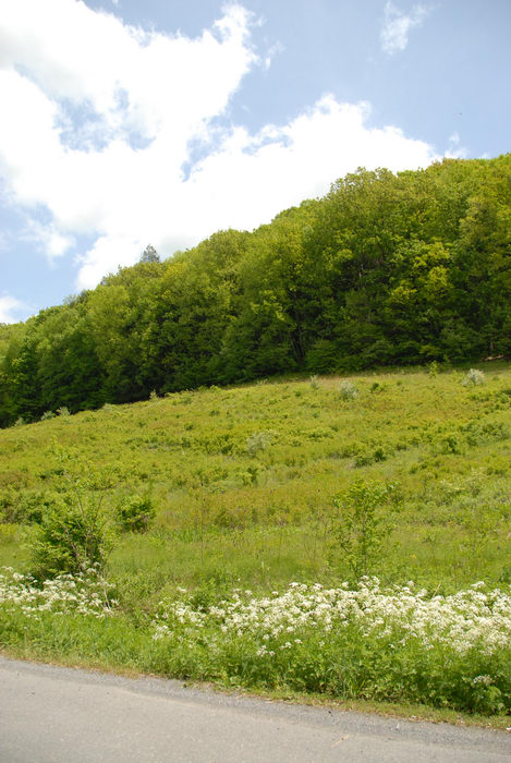 flowers, hill, trees