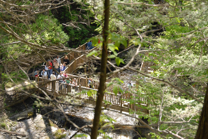 bridge, forest, people, railing, trees, wooden walkway, woods