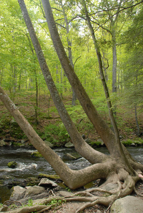 forest, hand tree, river, rock, trees, woods