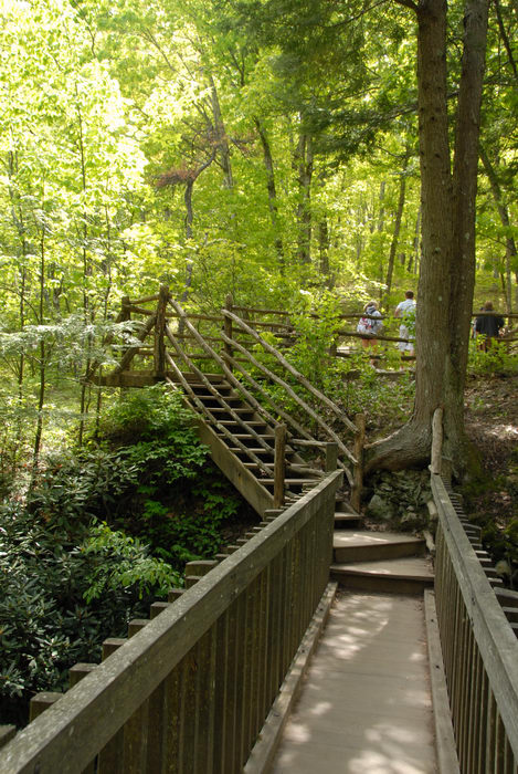 forest, railing, stairs, trees, wooden walkway, woods