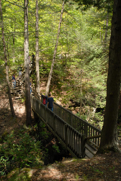 bridge, forest, railing, trees, woods