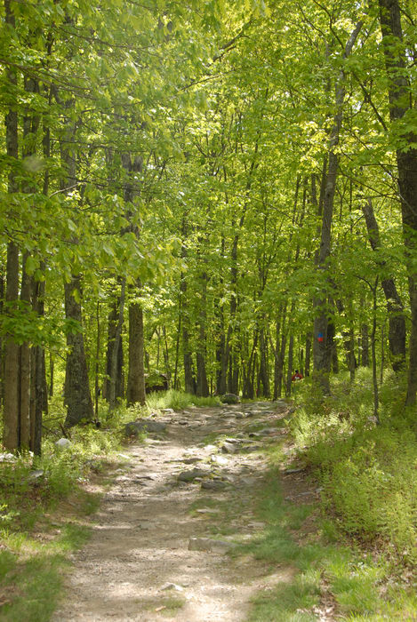 forest, path, rock, trail, trees, woods