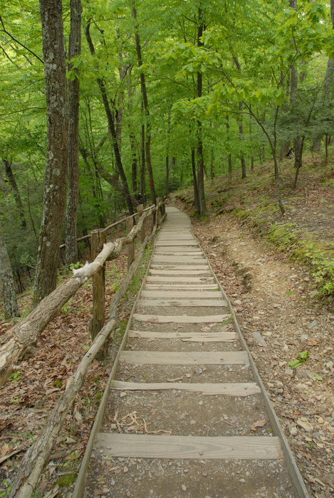 forest, railing, stairs, trees, woods