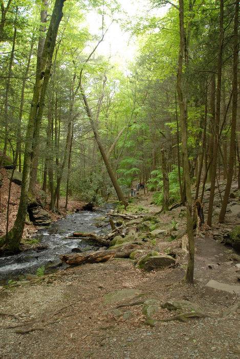 forest, path, river, rock, trail, trees, woods