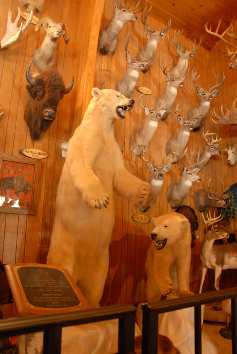 deer heads, polar bear, stuffed