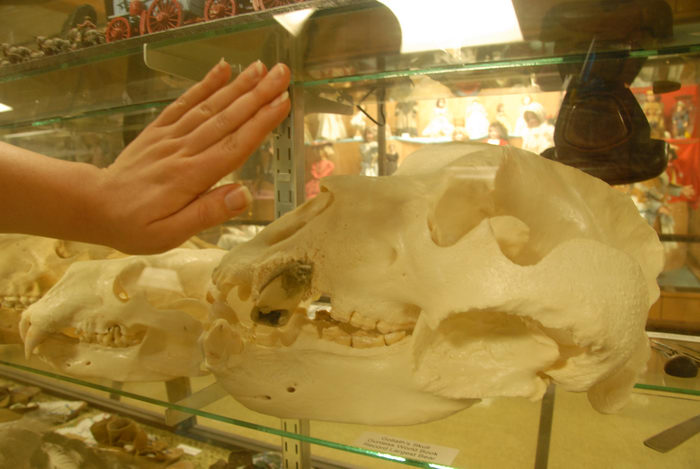 goliaths skull