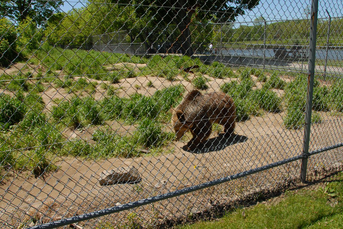 bear, cage, fence, grass, rock, trees