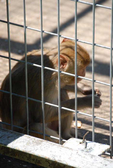 cage, monkey