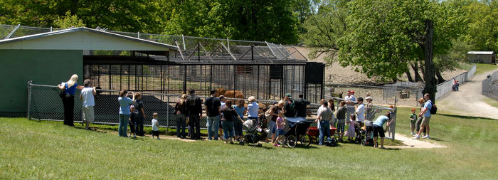 building, cage, dirt, fence, field, grass, lion, path, people, trees