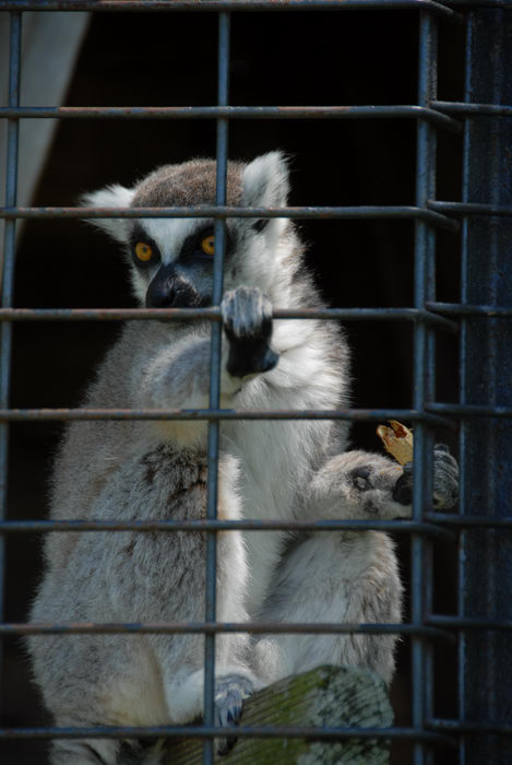 cage, lemur