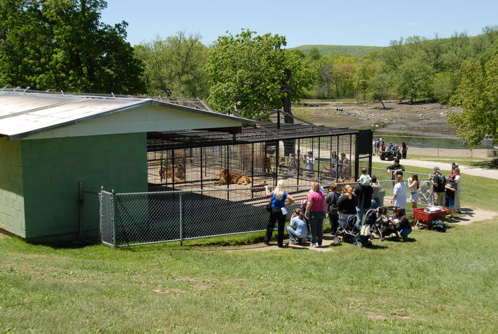 building, cage, dirt, fence, field, grass, lion, path, people, trees