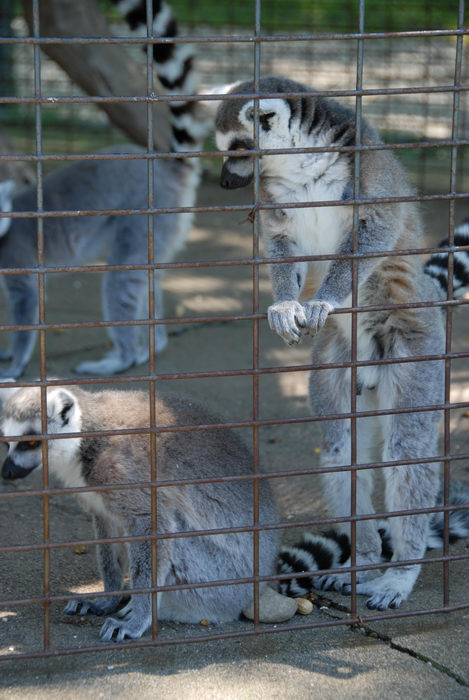 cage, lemur