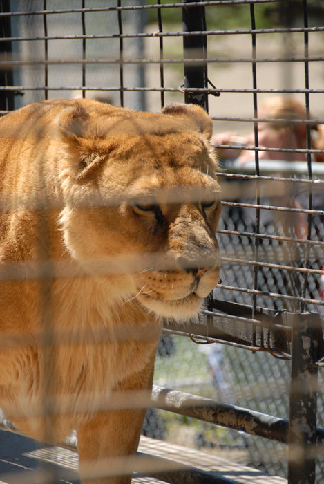 cage, lion