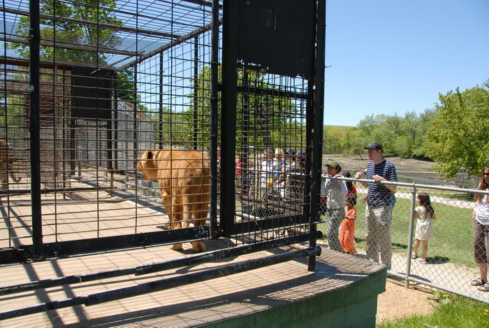 blue sky, cage, dirt, fence, lion, path, people, trees