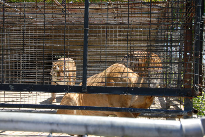 cage, fence, lion, tiger
