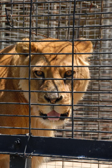 cage, eyes, lion, tongue