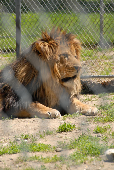 cage, fence, grass, lion
