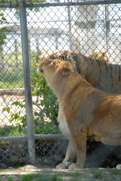 cage, fence, lion, marking, tiger