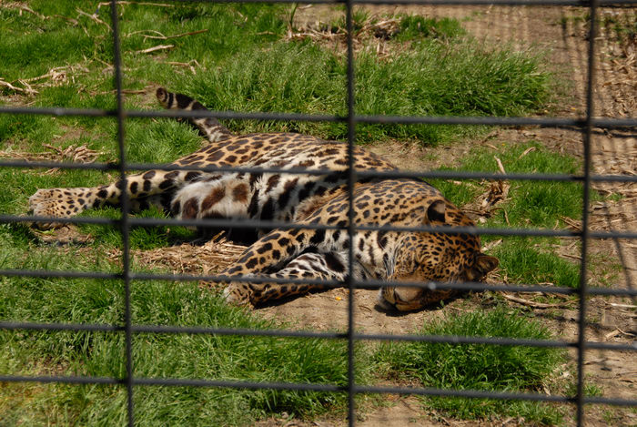 cage, dirt, grass, leopard, sleeping