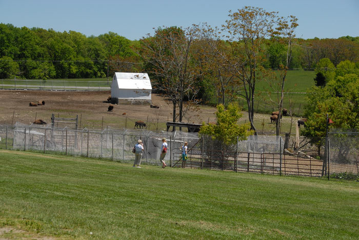 buffalo, fence, field, grass, people, trees