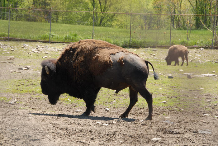 buffalo, dirt, fence, grass, rocks
