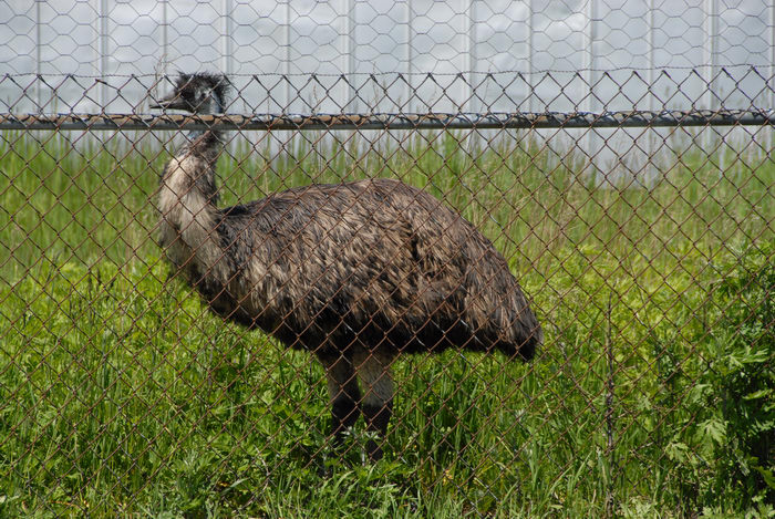 emu, fence, ground cover, weeds