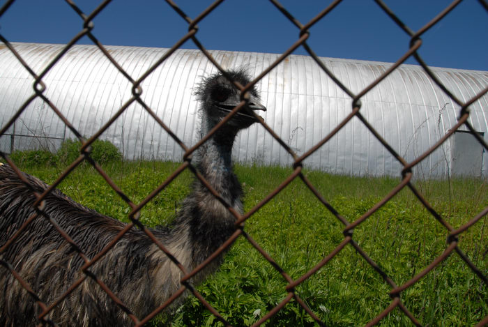 building, emu, fence, grass, messed up hair, weeds
