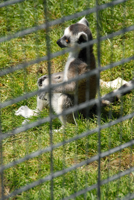 cage, grass, lemur