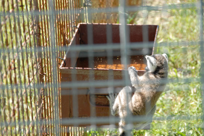 baby, cage, grass, lemur, water