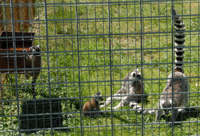baby, cage, grass, lemur, tail