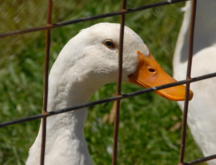 duck, fence, grass