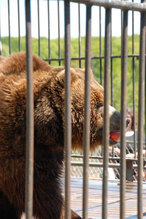 apple, bear, cage, eating