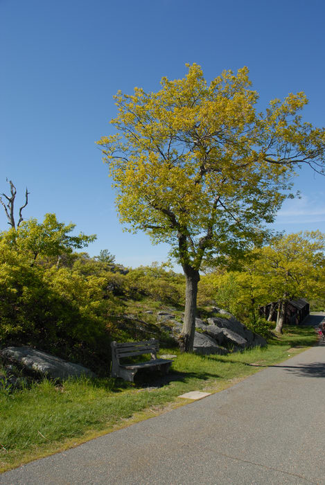 bench, blue sky, road, rocks, trees