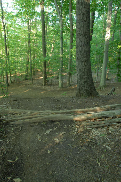 dirt, hill, log, path, trail, tree, woods