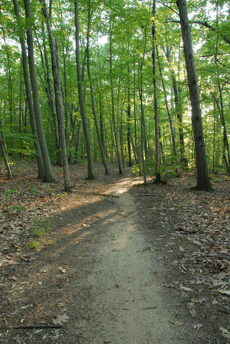 path, trail, tree, woods