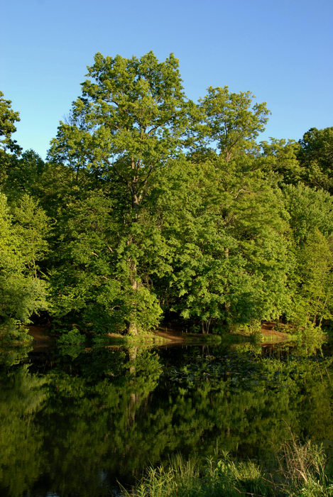 blue sky, pond, reflection, trees, water