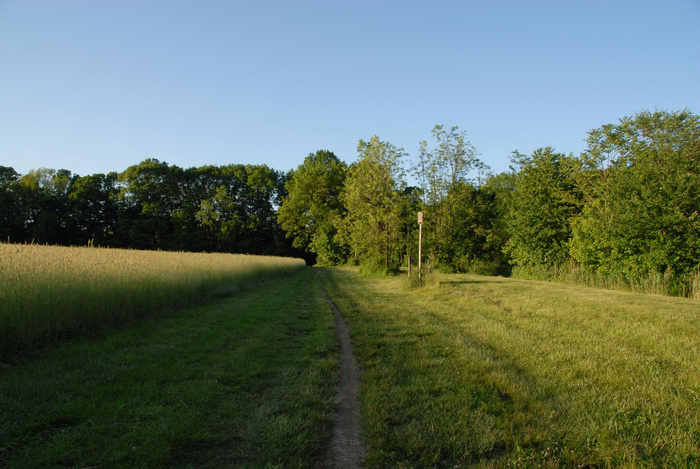 field, grass, path, trail, trees