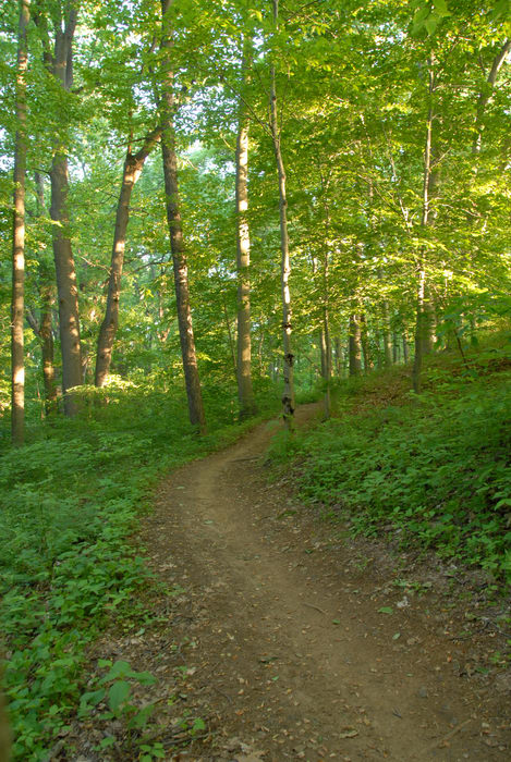ground cover, path, trail, trees, woods