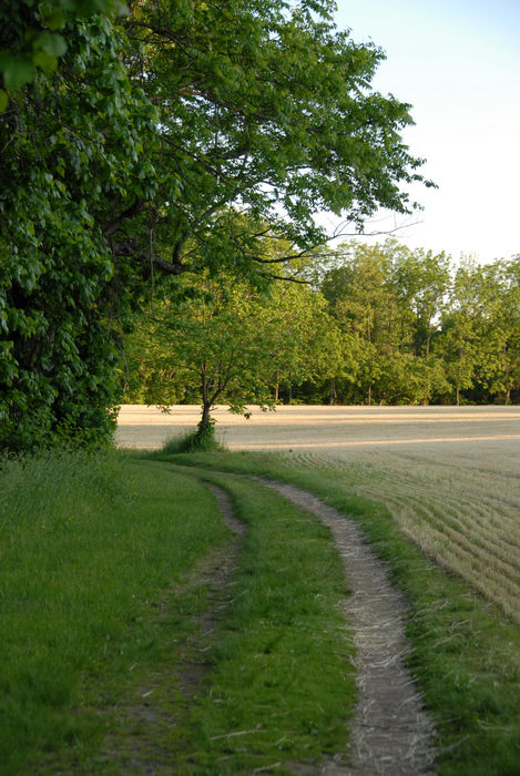 field, grass, path, trail, trees