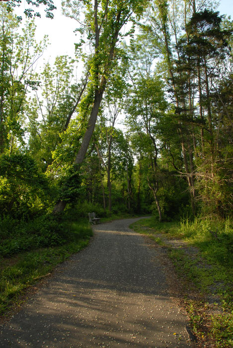 bike path, grass, trees