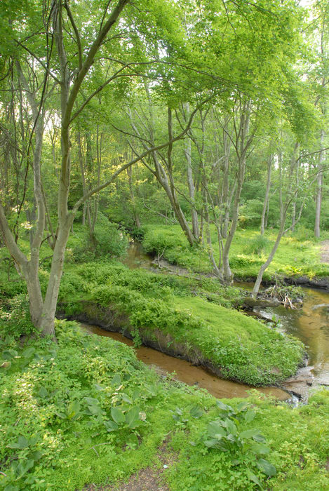 grass, ground cover, stream, trees, water