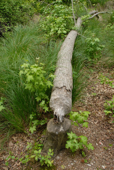 beaver damage, grass, ground cover, woods