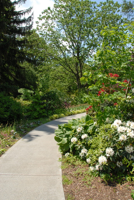 blue sky, bushes, flowers, ground cover, leaves, path, trees, walkway, garden