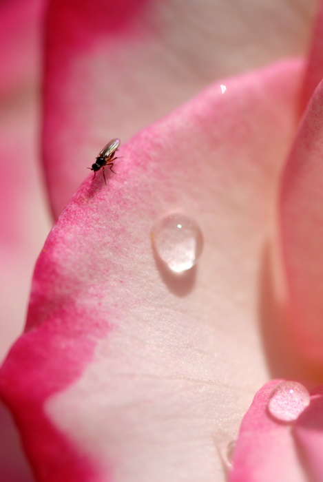 bug, flowers, insect, water dropplet, My Favorite Pictures