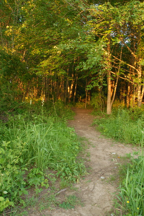 path, trail, trees, woods, grass